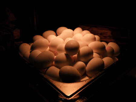 fresh chicken eggs in the kitchen