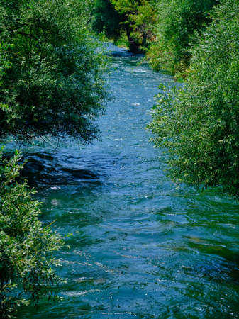 beautiful river in the forest