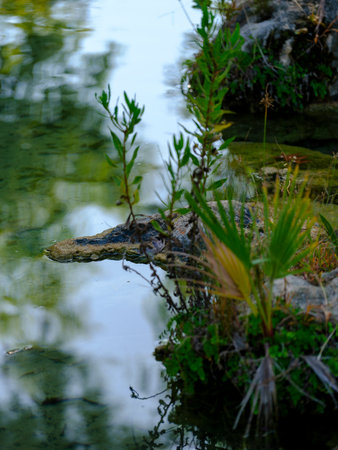 ponds and plantsの写真素材