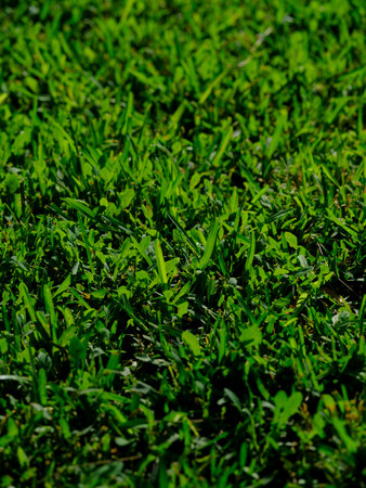 green grass on a sunny dayの写真素材