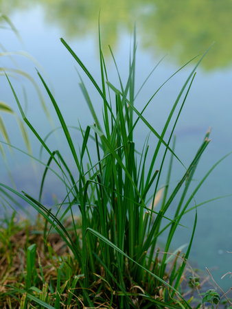 green plants by the waterの写真素材
