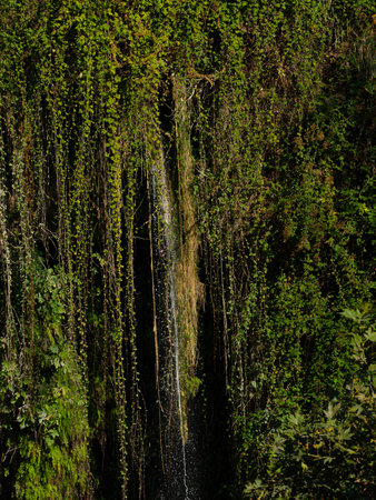 green leaves and tiny waterfallの写真素材