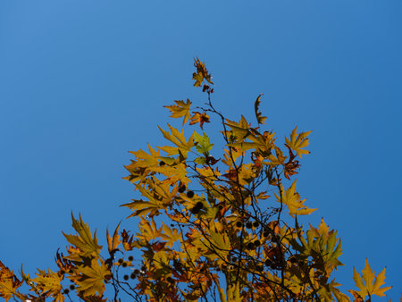 autumn leaves and blue skyの写真素材