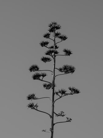 a dramatic tree in autumnの写真素材