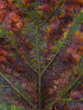 dried leaf textureの写真素材