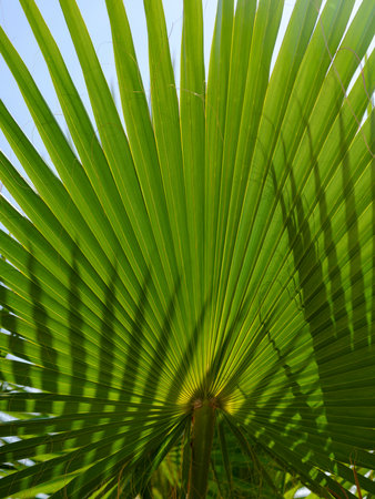 green palm tree leavesの写真素材