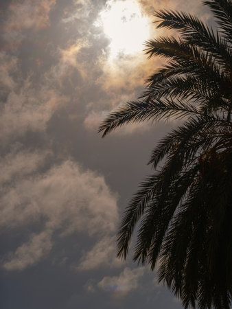 palm tree and cloudy skyの写真素材