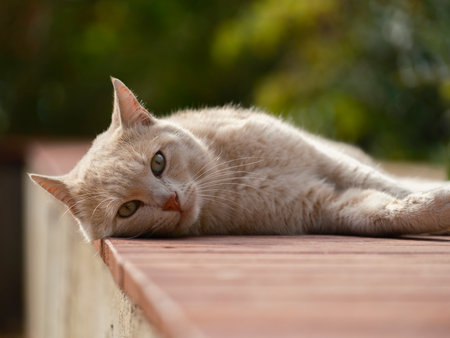 a cute cat lying downの写真素材
