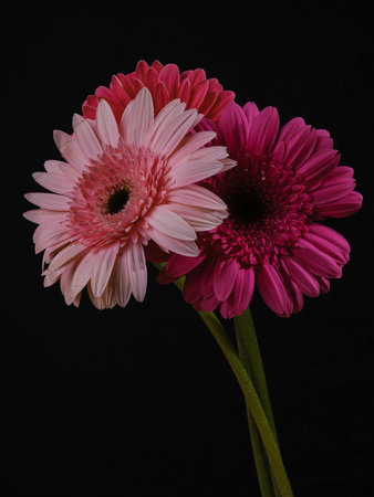 multicolored gerbera flowersの写真素材