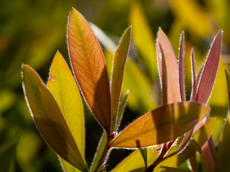 beautiful plants in the forestの写真素材