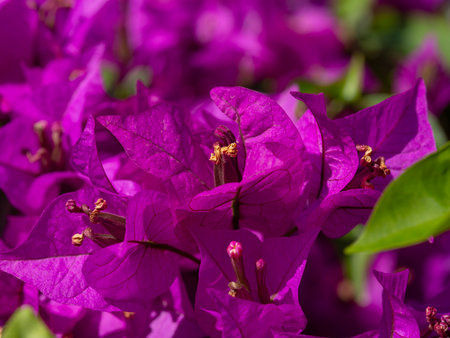 beautiful flower in natureの写真素材