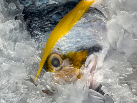 fresh fish at the market