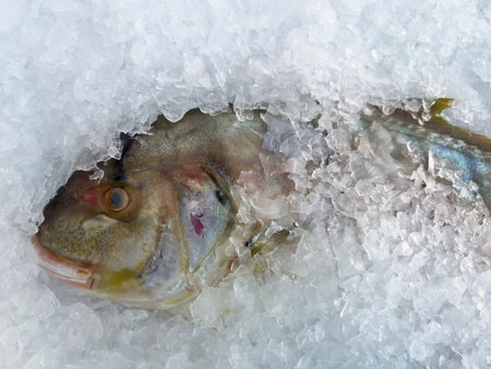 fresh fish at the marketの写真素材