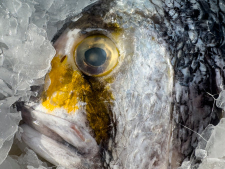 fresh fish at the market