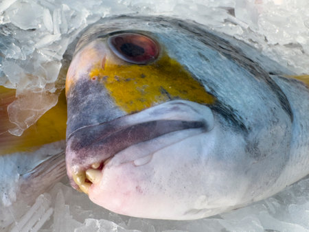fresh fish at the marketの写真素材