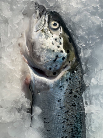 fresh fish at the market