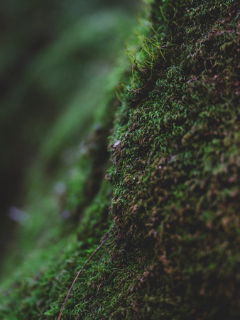 moss on the treeの写真素材