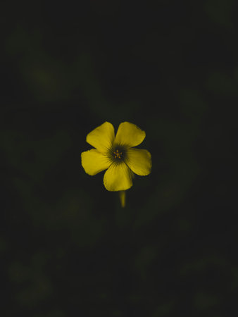 beautiful yellow flower in natureの写真素材