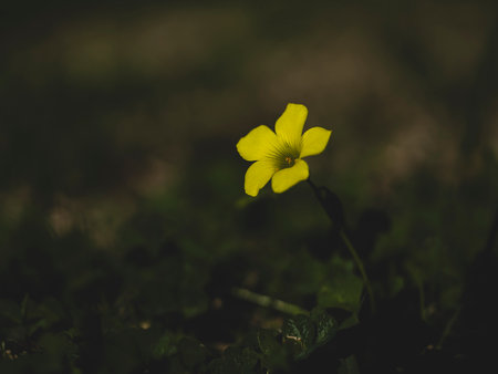 beautiful yellow flower in natureの写真素材