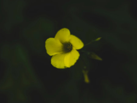 beautiful yellow flower in natureの写真素材