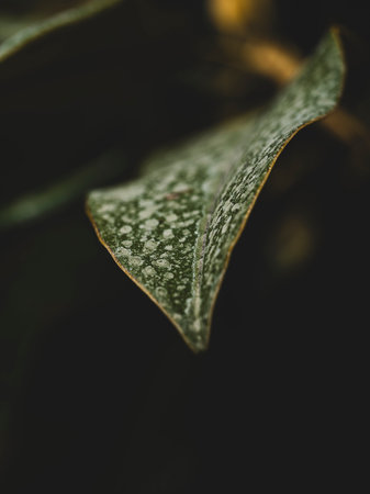 Close-up of beautiful tree leaf in forest