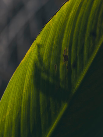 Close-up of beautiful tree leaf in forestの写真素材