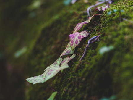 Close-up of beautiful tree leaf in forest