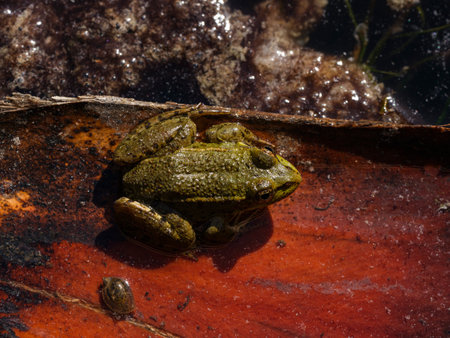 cute frog in a lake