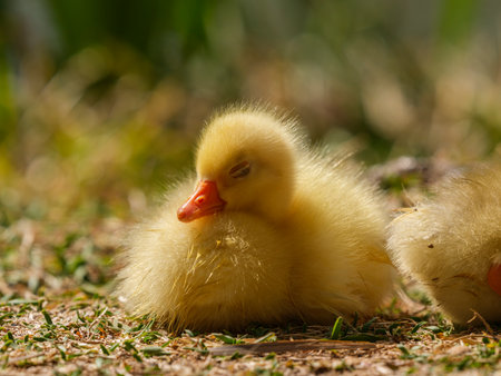 cute goslingの写真素材