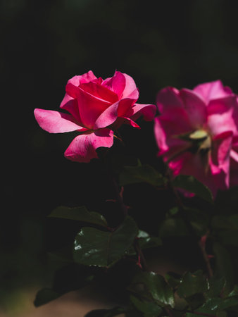 beautiful rose in nature