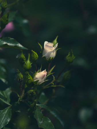 beautiful rose in natureの写真素材