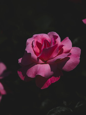 beautiful rose in natureの写真素材