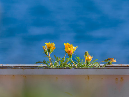 beautiful flowers in natureの写真素材