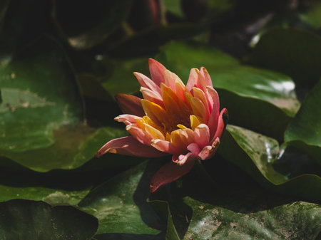 beautiful lotus flower in natureの写真素材