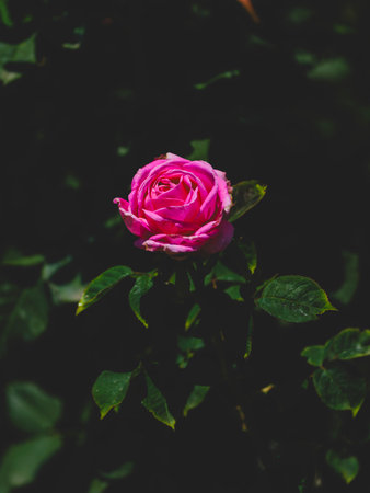 beautiful rose in natureの写真素材