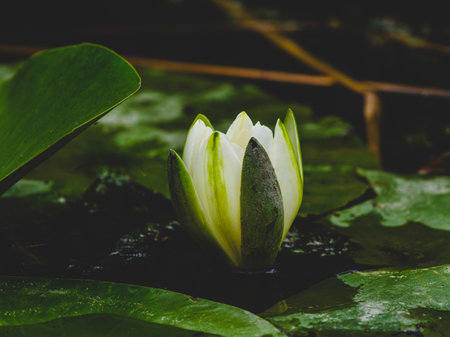 beautiful lotus flower in natureの写真素材