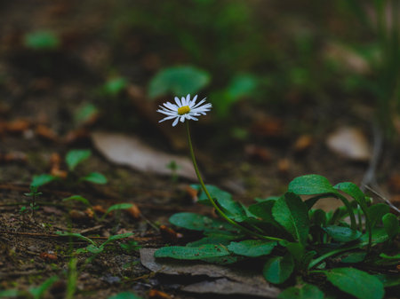 beautiful flowers in natureの写真素材