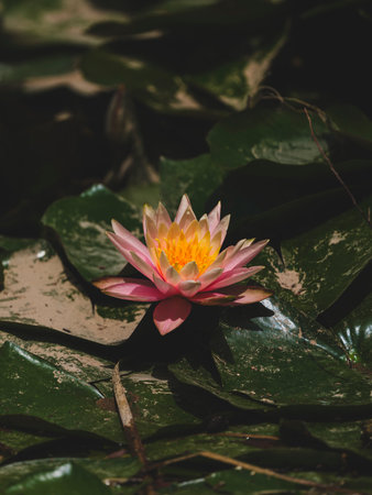 beautiful lotus flower in natureの写真素材