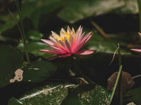 beautiful lotus flower in natureの写真素材