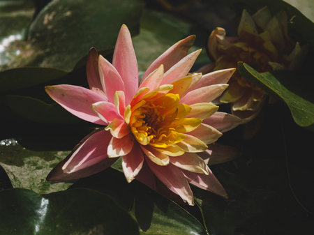 beautiful lotus flower in natureの写真素材