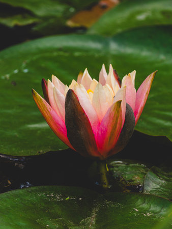 beautiful lotus flower in natureの写真素材