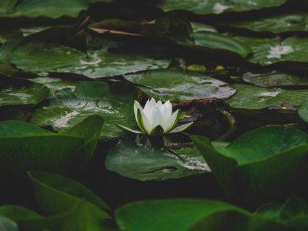 beautiful lotus flower in natureの写真素材
