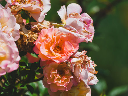 beautiful rose in natureの写真素材
