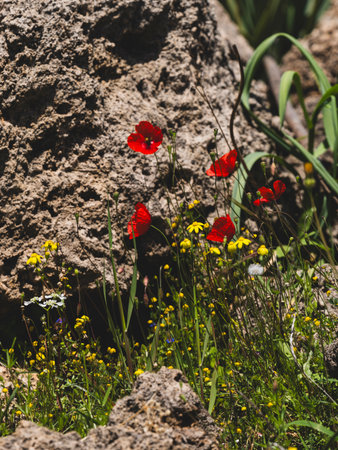 beautiful flowers in natureの写真素材