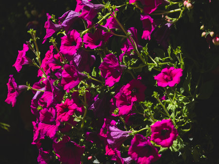 beautiful flowers in natureの写真素材