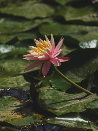 beautiful lotus flower in natureの写真素材
