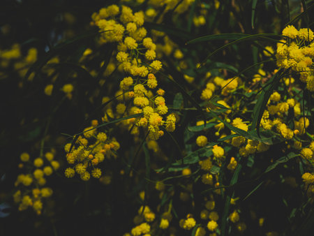 beautiful flowers in natureの写真素材