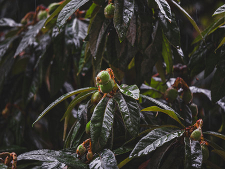 loquat tree wet in the rainの写真素材