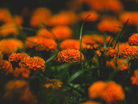 beautiful flowers in natureの写真素材