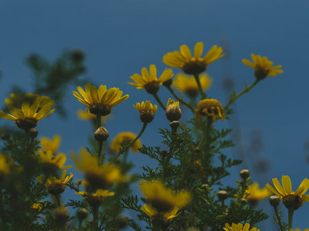 beautiful flowers in nature